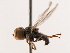  ( - CNC DIPTERA 106236)  @13 [ ] CreativeCommons - Attribution (2011) CNC/CBG Photography Group Centre for Biodiversity Genomics