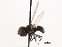  ( - CNC DIPTERA 1306)  @13 [ ] CreativeCommons - Attribution (2011) CNC/CBG Photography Group Centre for Biodiversity Genomics