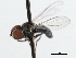  ( - CNC DIPTERA 1311)  @12 [ ] CreativeCommons - Attribution (2011) CNC/CBG Photography Group Centre for Biodiversity Genomics