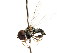  ( - CNC DIPTERA 1314)  @12 [ ] CreativeCommons - Attribution (2011) CNC/CBG Photography Group Centre for Biodiversity Genomics
