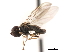  (Eudorylas sp. E6 - CNC DIPTERA 302)  @14 [ ] CreativeCommons - Attribution (2011) CNC/CBG Photography Group Centre for Biodiversity Genomics