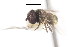  ( - CNC DIPTERA 304)  @12 [ ] CreativeCommons - Attribution (2011) CNC/CBG Photography Group Centre for Biodiversity Genomics
