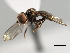  ( - CNC DIPTERA 6467)  @13 [ ] CreativeCommons - Attribution (2011) CNC/CBG Photography Group Centre for Biodiversity Genomics