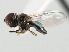  ( - CNC DIPTERA 9863)  @12 [ ] CreativeCommons - Attribution (2011) CNC/CBG Photography Group Centre for Biodiversity Genomics