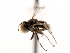  (Eudorylas sp. tx11 - JSS15465)  @13 [ ] CreativeCommons - Attribution (2011) CNC/CBG Photography Group Centre for Biodiversity Genomics
