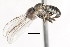  ( - JSS21743)  @13 [ ] CreativeCommons - Attribution (2011) CNC/CBG Photography Group Centre for Biodiversity Genomics