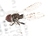  ( - CNC DIPTERA 10238)  @13 [ ] CreativeCommons - Attribution (2011) CNC/CBG Photography Group Centre for Biodiversity Genomics
