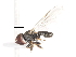  ( - CNC DIPTERA 10239)  @12 [ ] CreativeCommons - Attribution (2011) CNC/CBG Photography Group Centre for Biodiversity Genomics