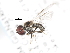  ( - CNC DIPTERA 10240)  @12 [ ] CreativeCommons - Attribution (2011) CNC/CBG Photography Group Centre for Biodiversity Genomics