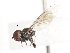  ( - CNC DIPTERA 10310)  @12 [ ] CreativeCommons - Attribution (2011) CNC/CBG Photography Group Centre for Biodiversity Genomics