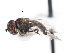  ( - CNC DIPTERA 10390)  @13 [ ] CreativeCommons - Attribution (2011) CNC/CBG Photography Group Centre for Biodiversity Genomics