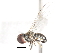 (Pipunculus curvitibiae - CNC DIPTERA 10513)  @13 [ ] CreativeCommons - Attribution (2011) CNC/CBG Photography Group Centre for Biodiversity Genomics