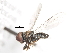  ( - CNC DIPTERA 10516)  @13 [ ] CreativeCommons - Attribution (2011) CNC/CBG Photography Group Centre for Biodiversity Genomics