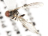  ( - CNC DIPTERA 106189)  @13 [ ] CreativeCommons - Attribution (2011) CNC/CBG Photography Group Centre for Biodiversity Genomics