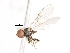  ( - CNC DIPTERA 106191)  @12 [ ] CreativeCommons - Attribution (2011) CNC/CBG Photography Group Centre for Biodiversity Genomics