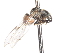  ( - CNC DIPTERA 106192)  @13 [ ] CreativeCommons - Attribution (2011) CNC/CBG Photography Group Centre for Biodiversity Genomics