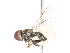  ( - CNC DIPTERA 106195)  @11 [ ] CreativeCommons - Attribution (2011) CNC/CBG Photography Group Centre for Biodiversity Genomics