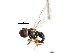  (Cephalosphaera sp. AZ4 - CNC DIPTERA 10720)  @11 [ ] CreativeCommons - Attribution (2011) CNC/CBG Photography Group Centre for Biodiversity Genomics
