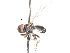  ( - CNC DIPTERA 1313)  @12 [ ] CreativeCommons - Attribution (2011) CNC/CBG Photography Group Centre for Biodiversity Genomics