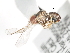  ( - CNC DIPTERA 35321)  @11 [ ] CreativeCommons - Attribution (2011) CNC/CBG Photography Group Centre for Biodiversity Genomics