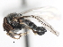  (Verrallia virginica - CNC DIPTERA 6729)  @13 [ ] CreativeCommons - Attribution (2011) CNC/CBG Photography Group Centre for Biodiversity Genomics