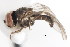  ( - JSS21420)  @11 [ ] CreativeCommons - Attribution (2011) CNC/CBG Photography Group Centre for Biodiversity Genomics