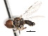  ( - JSS 11548)  @13 [ ] CreativeCommons - Attribution (2011) CNC/CBG Photography Group Centre for Biodiversity Genomics
