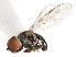  ( - JSS 11558)  @12 [ ] CreativeCommons - Attribution (2011) CNC/CBG Photography Group Centre for Biodiversity Genomics