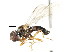  ( - JSS 12939)  @12 [ ] CreativeCommons - Attribution (2011) CNC/CBG Photography Group Centre for Biodiversity Genomics