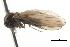  ( - CNC DIPTERA 103116)  @11 [ ] CreativeCommons - Attribution (2011) CNC/CBG Photography Group Centre for Biodiversity Genomics