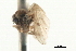  (Androprosopa japonica - CNC DIPTERA 103117)  @11 [ ] CreativeCommons - Attribution (2011) CNC/CBG Photography Group Centre for Biodiversity Genomics