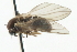  ( - CNC DIPTERA 103119)  @11 [ ] CreativeCommons - Attribution (2011) CNC/CBG Photography Group Centre for Biodiversity Genomics