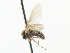  (Androprosopa striata - CNC DIPTERA 103120)  @11 [ ] CreativeCommons - Attribution (2011) CNC/CBG Photography Group Centre for Biodiversity Genomics