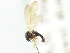  (Androprosopa sp. 1 - CNC DIPTERA 103126)  @13 [ ] CreativeCommons - Attribution (2011) CNC/CBG Photography Group Centre for Biodiversity Genomics