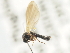  ( - CNC DIPTERA 103127)  @11 [ ] CreativeCommons - Attribution (2011) CNC/CBG Photography Group Centre for Biodiversity Genomics