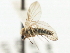  ( - CNC DIPTERA 103130)  @11 [ ] CreativeCommons - Attribution (2011) CNC/CBG Photography Group Centre for Biodiversity Genomics