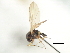  ( - CNC DIPTERA 103132)  @11 [ ] CreativeCommons - Attribution (2011) CNC/CBG Photography Group Centre for Biodiversity Genomics