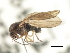  ( - CNC DIPTERA 103134)  @11 [ ] CreativeCommons - Attribution (2011) CNC/CBG Photography Group Centre for Biodiversity Genomics