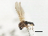  ( - CNC DIPTERA 103135)  @11 [ ] CreativeCommons - Attribution (2011) CNC/CBG Photography Group Centre for Biodiversity Genomics