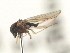  ( - CNC DIPTERA 103141)  @11 [ ] CreativeCommons - Attribution (2011) CNC/CBG Photography Group Centre for Biodiversity Genomics