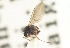  (Androprosopa sp. 5 - CNC DIPTERA 103148)  @11 [ ] CreativeCommons - Attribution (2011) CNC/CBG Photography Group Centre for Biodiversity Genomics