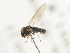  ( - CNC DIPTERA 103166)  @11 [ ] CreativeCommons - Attribution (2011) CNC/CBG Photography Group Centre for Biodiversity Genomics