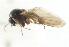  ( - CNC DIPTERA 103170)  @11 [ ] CreativeCommons - Attribution (2011) CNC/CBG Photography Group Centre for Biodiversity Genomics