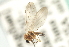  ( - CNC DIPTERA 103184)  @11 [ ] CreativeCommons - Attribution (2011) CNC/CBG Photography Group Centre for Biodiversity Genomics