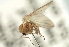  ( - CNC DIPTERA 103185)  @11 [ ] CreativeCommons - Attribution (2011) CNC/CBG Photography Group Centre for Biodiversity Genomics