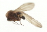  (Androprosopa sp. 14 - CNC DIPTERA 103189)  @11 [ ] CreativeCommons - Attribution (2011) CNC/CBG Photography Group Centre for Biodiversity Genomics