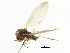  ( - CNC DIPTERA 103190)  @11 [ ] CreativeCommons - Attribution (2011) CNC/CBG Photography Group Centre for Biodiversity Genomics