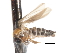  ( - CNC DIPTERA 103251)  @11 [ ] CreativeCommons - Attribution (2011) CNC/CBG Photography Group Centre for Biodiversity Genomics