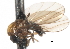  ( - CNC DIPTERA 103253)  @11 [ ] CreativeCommons - Attribution (2011) CNC/CBG Photography Group Centre for Biodiversity Genomics