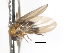  ( - CNC DIPTERA 103256)  @11 [ ] CreativeCommons - Attribution (2011) CNC/CBG Photography Group Centre for Biodiversity Genomics